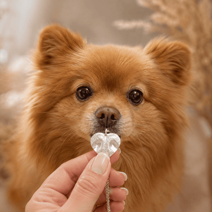 Colar Focinho Único - Para Cachorro e Gato